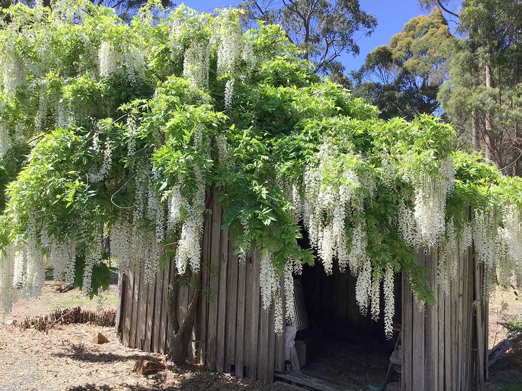 white wisteria covering an old bus shelter