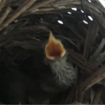 A tiny bird in a nest with its beak stretched wide open as if he's shouting