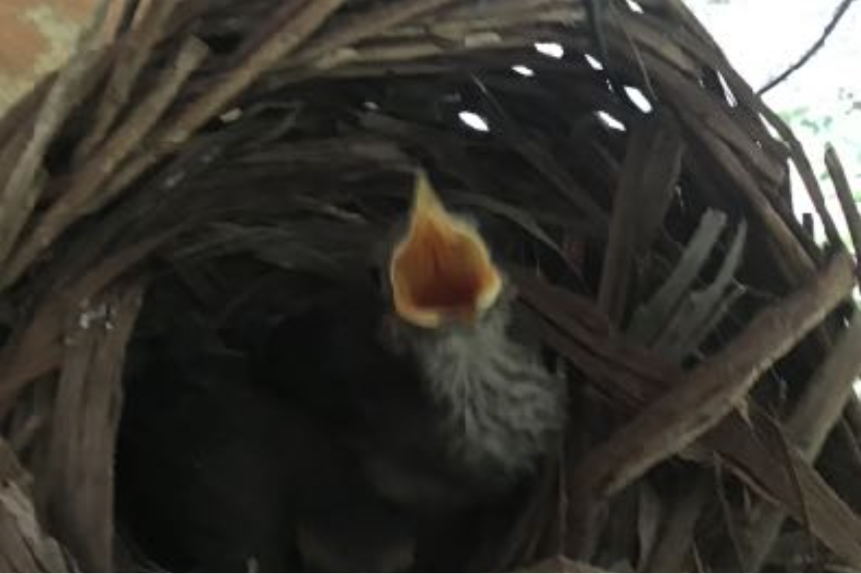 A tiny bird in a nest with its beak stretched wide open as if he's shouting